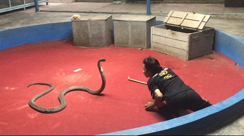 Phuket Snake Show 2