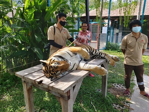 Tiger Park Phuket 2